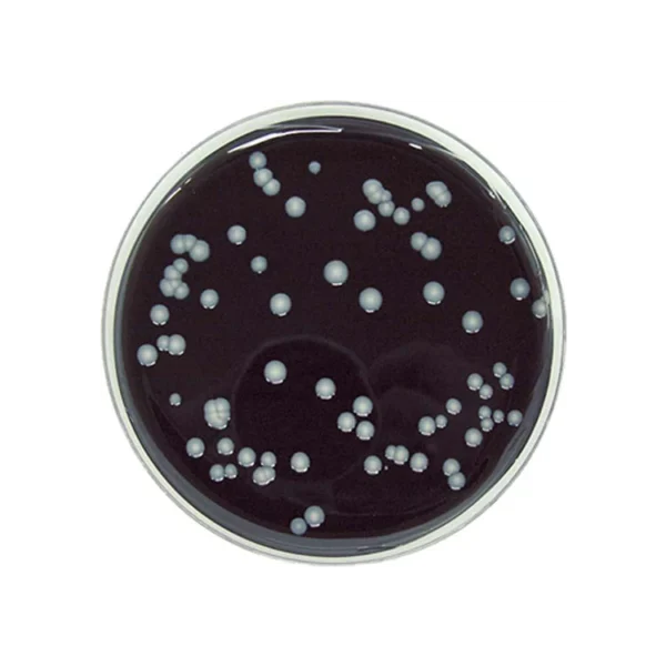 BCYE med CYSTEIN 20x90mm (Legionella)