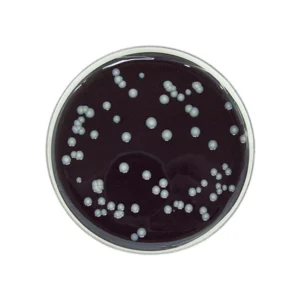 BCYE utan CYSTEIN 20x90mm (Legionella)