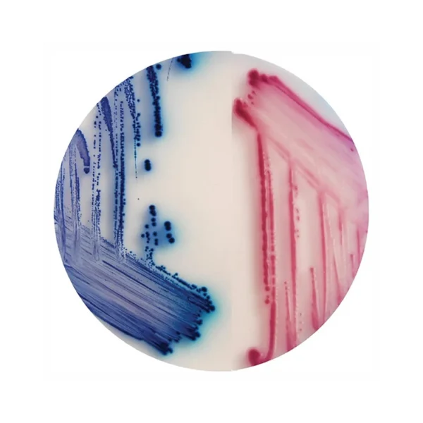 Chromogenic E.coli LAB-AGAR™ (20x90mm)