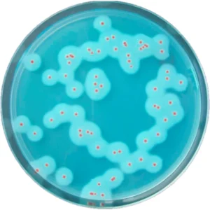 Rapid bacillus cereus supplement 1