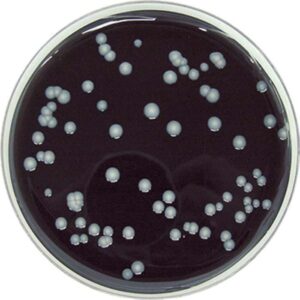 BCYE utan CYSTEIN 20x90mm (Legionella)