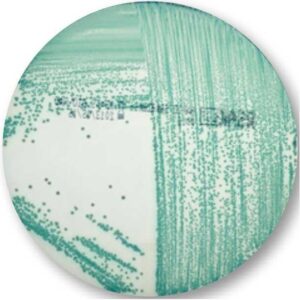 RAPID’Sakazakii – 20 x 90mm