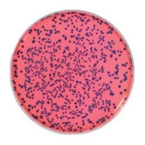 RAPID’E.coli 0157:H7 – 100 g.